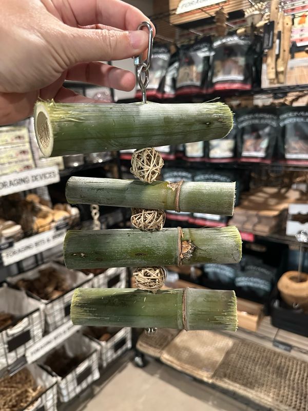 Fresh Cut Bamboo Forest Forager