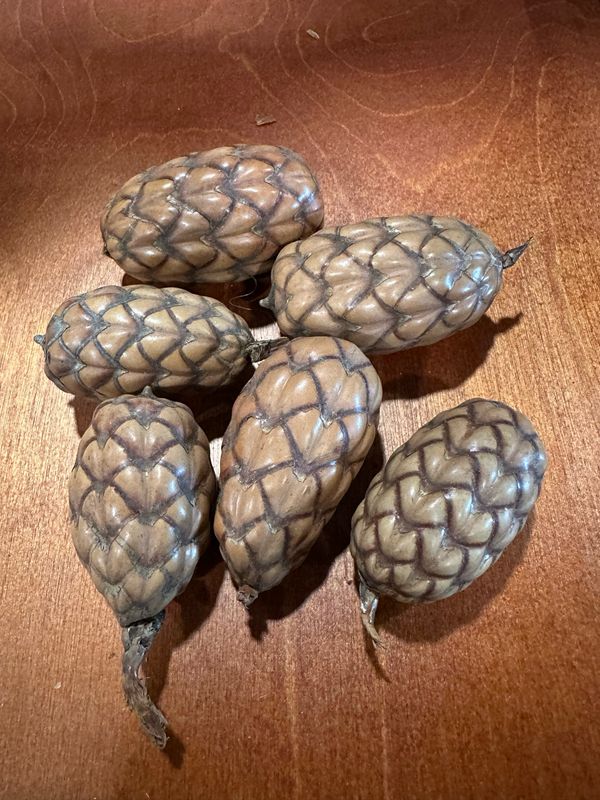Rattan Palm Nuts