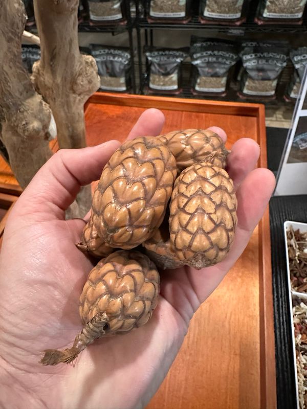 Rattan Palm Nuts