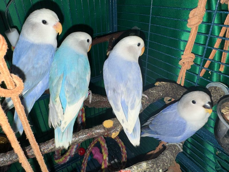 Hatched For You Aviary Starter Bundle