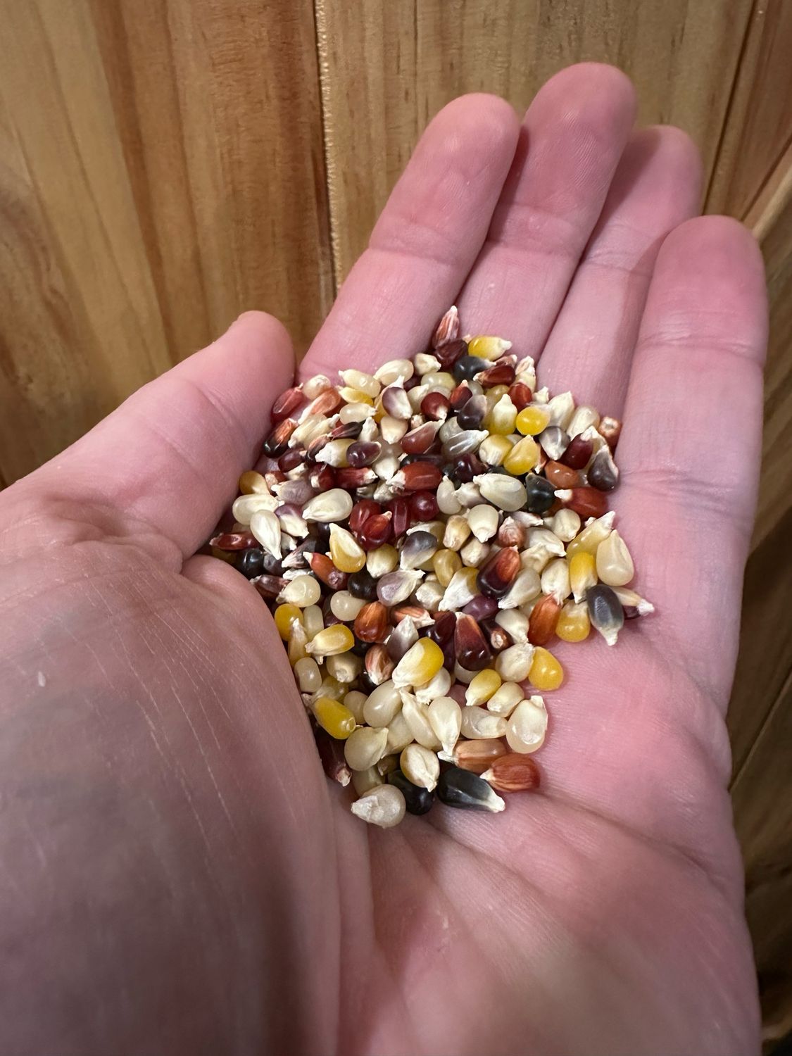 Autumn Harvest Sprouting Corn 8oz