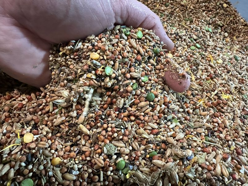Pigeon-Dove Foraging Blend 6lb
