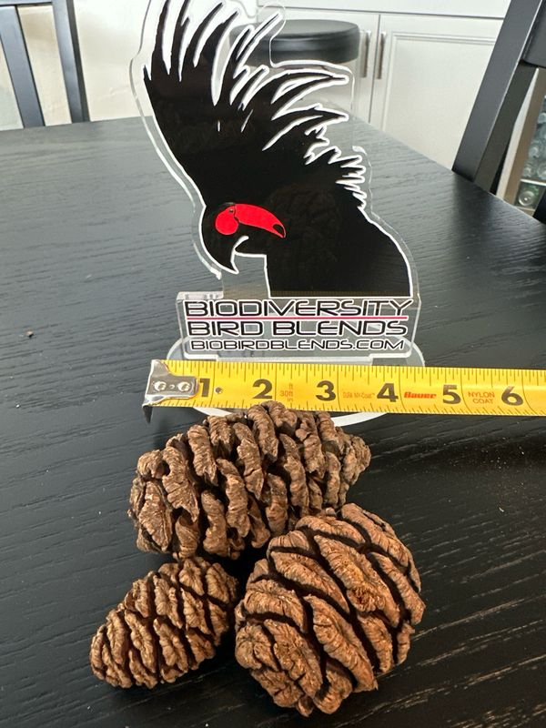 Sequoia Cones (3 Pack)