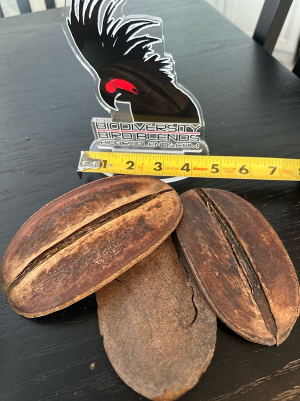 Jacaranda Pods (3 Pack)