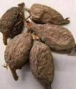 Phamarcopé