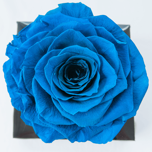 Rosa XL
Azul