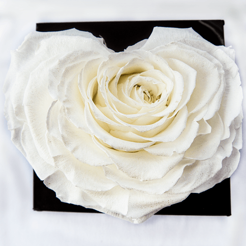 Rosa XL
Corazón Blanco