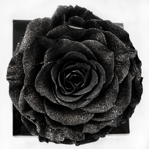 Rosa XL
Negro Perlado
