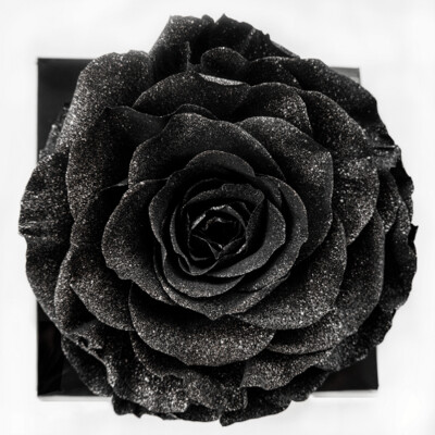 Rosa XL
Negro Perlado