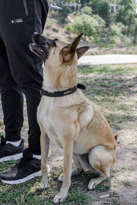 Pet Collar: Buckle