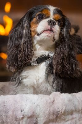Pet Collar: Engraved