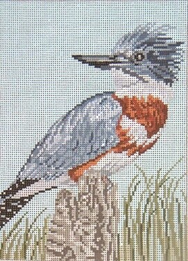 Belted Kingfisher
