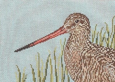 Marbled Godwit