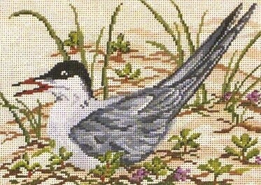 Common Tern