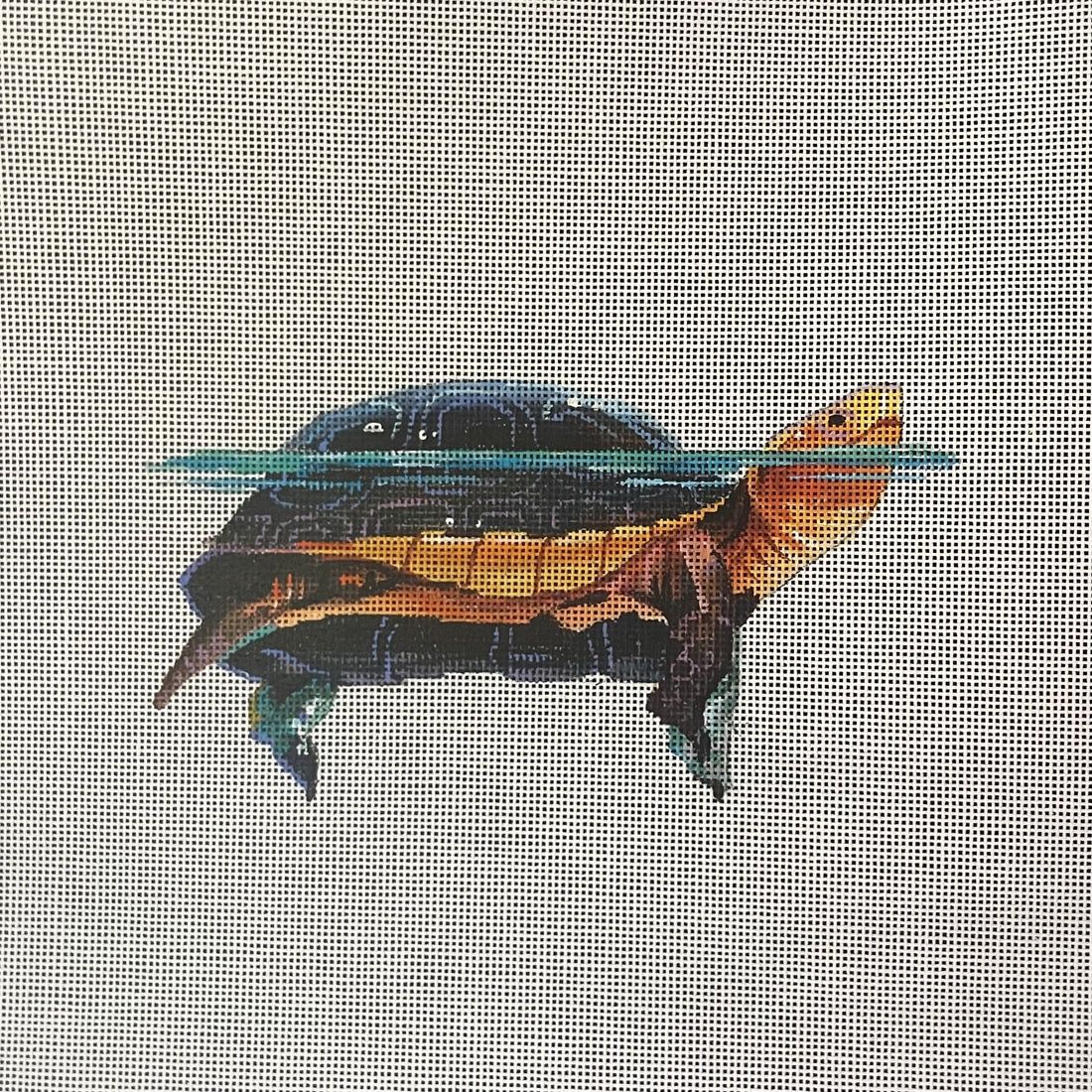 Elegant Turtle