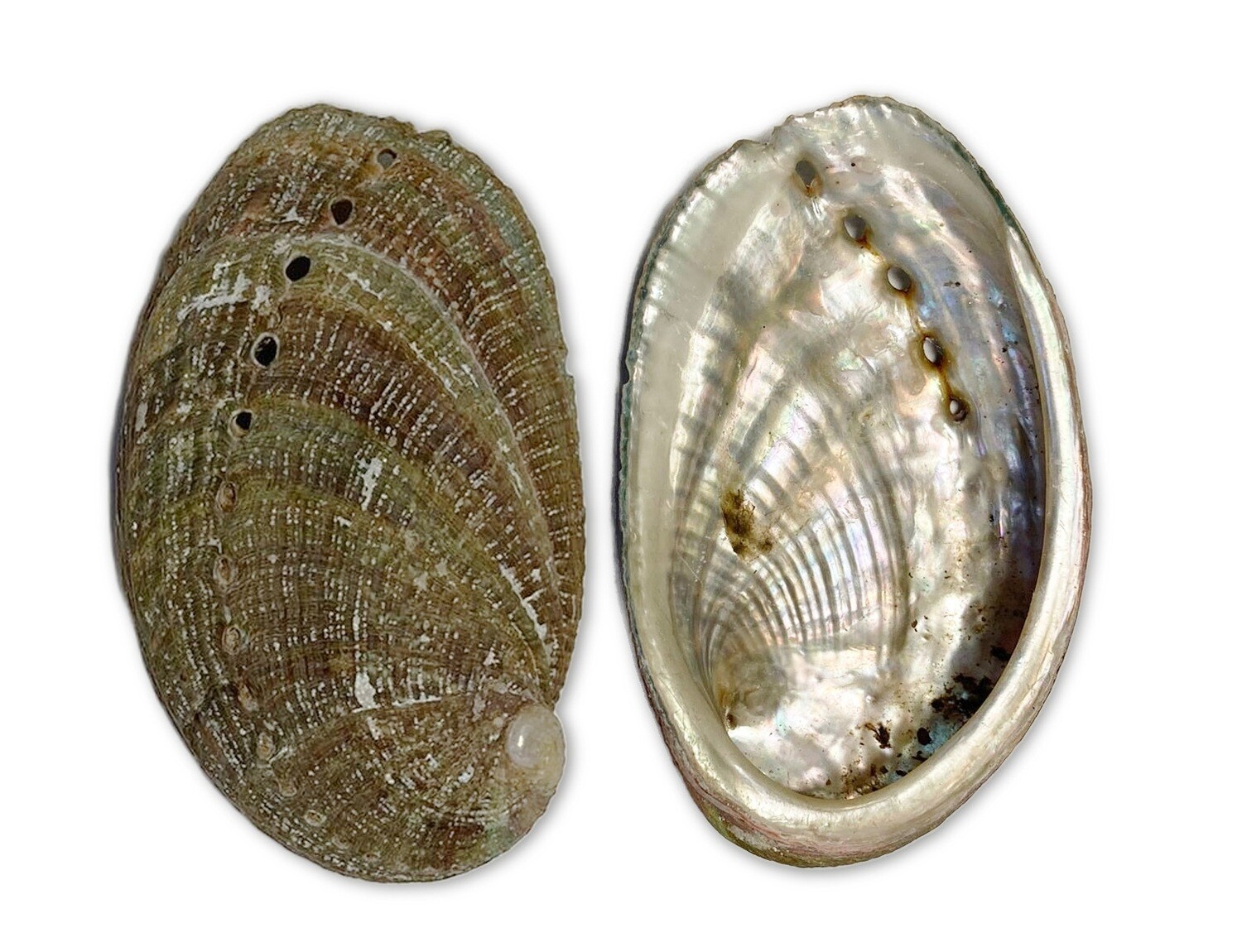 COQUILLES D’ORMEAU