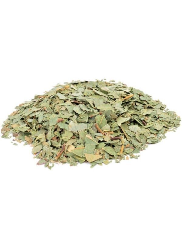 EUCALYPTUS
