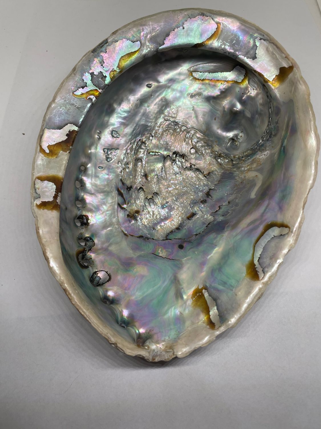 COQUILLES D’ORMEAU GROS MODÈLE