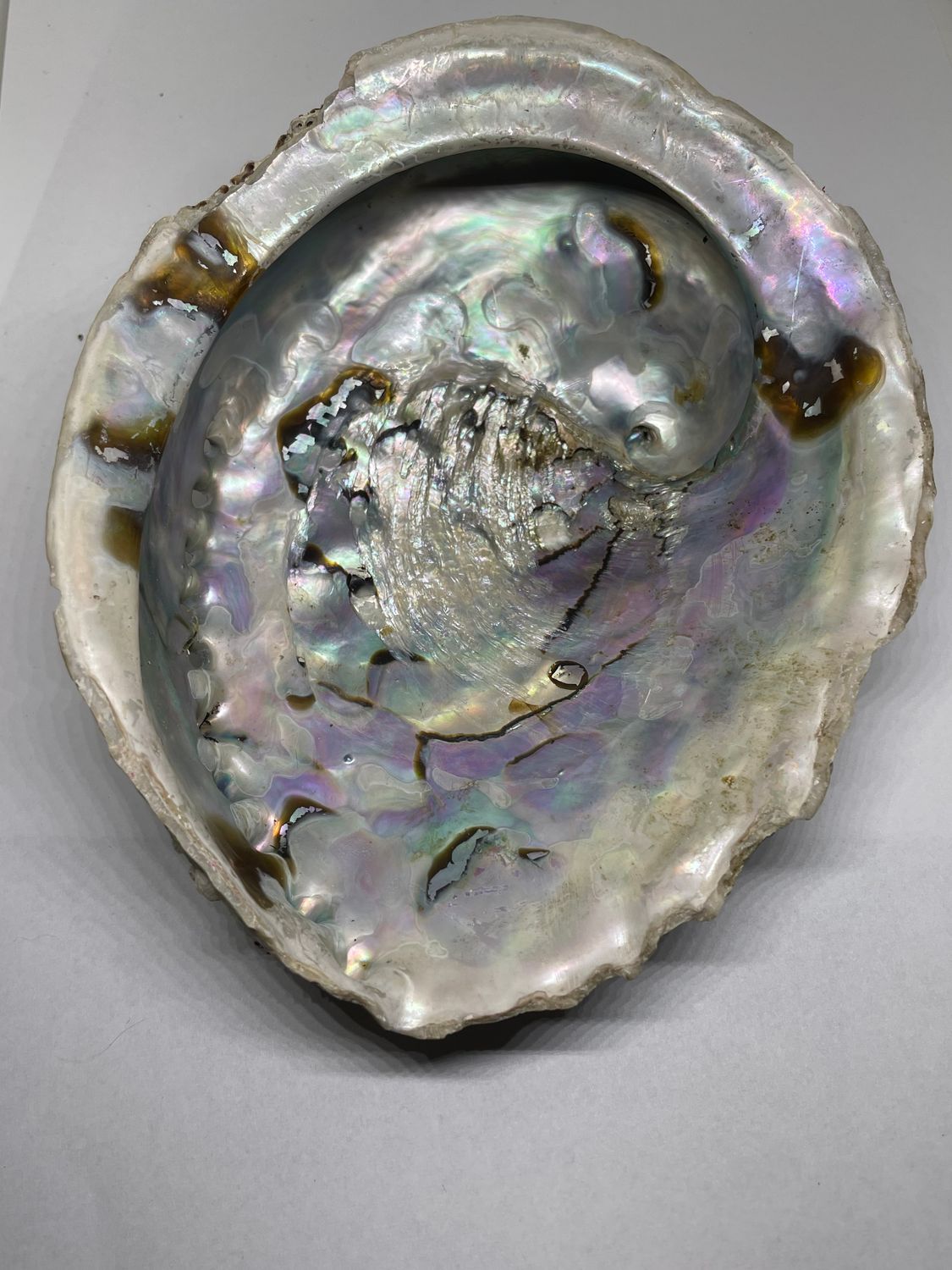 COQUILLES D’ORMEAU GROS MODÈLE