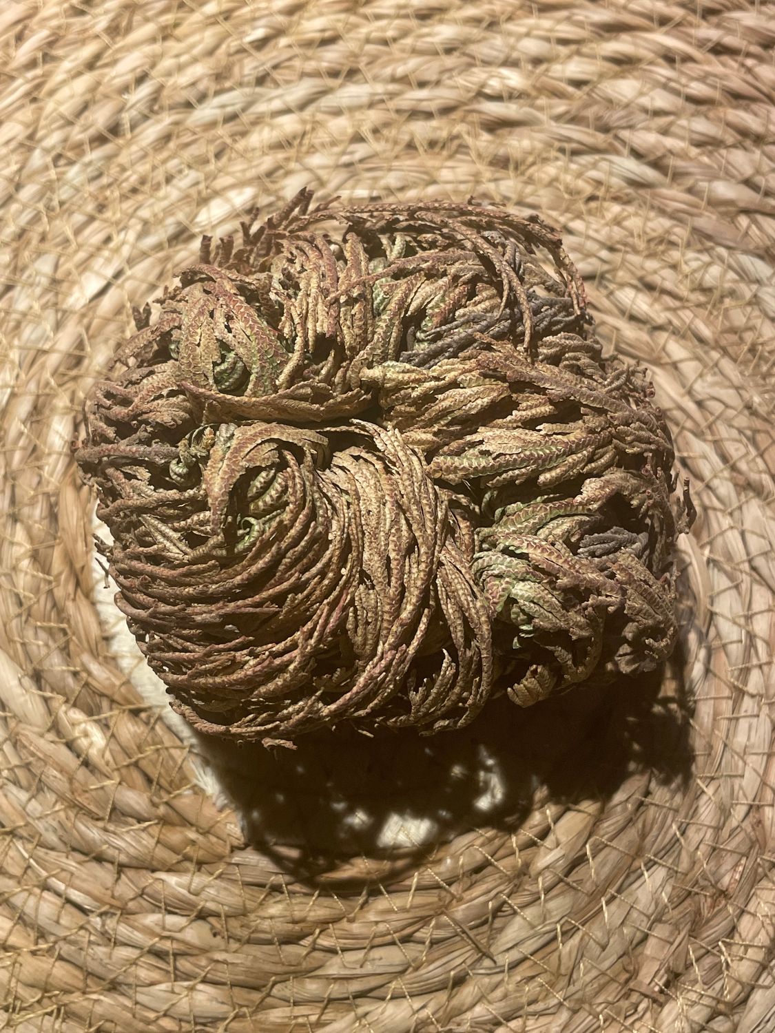 MINI Rose de Jéricho