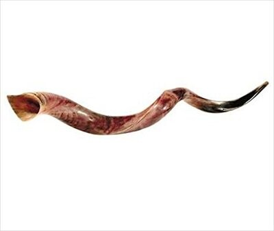 Holy Land Gifts 4890 Shofar Yemenite Xl Jumbo