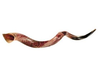 Shofar-Yemenite-XL
