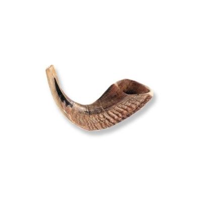 Shofar-Ram Horn-Size D (8&quot;-10&quot;)