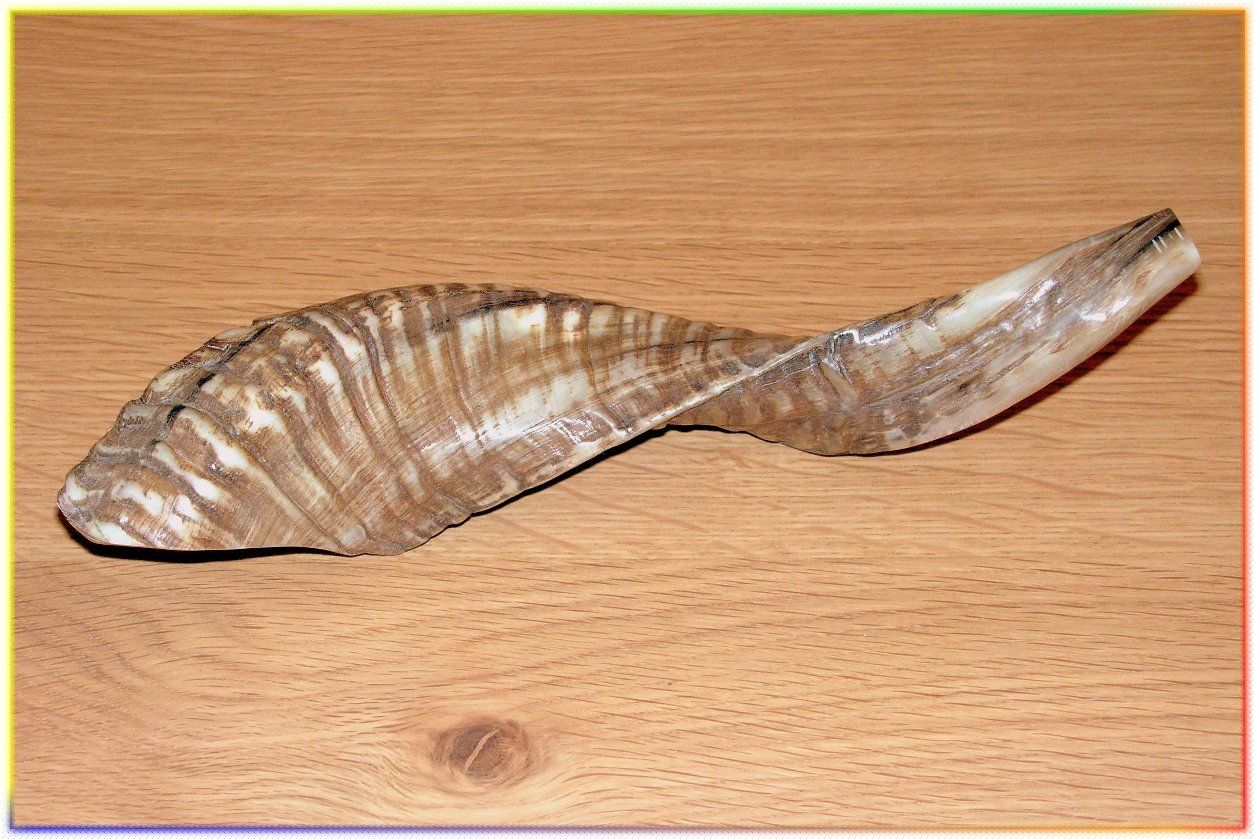 Holy Land Gifts 4875 Shofar Rams Horn C 12 In. 13 In.