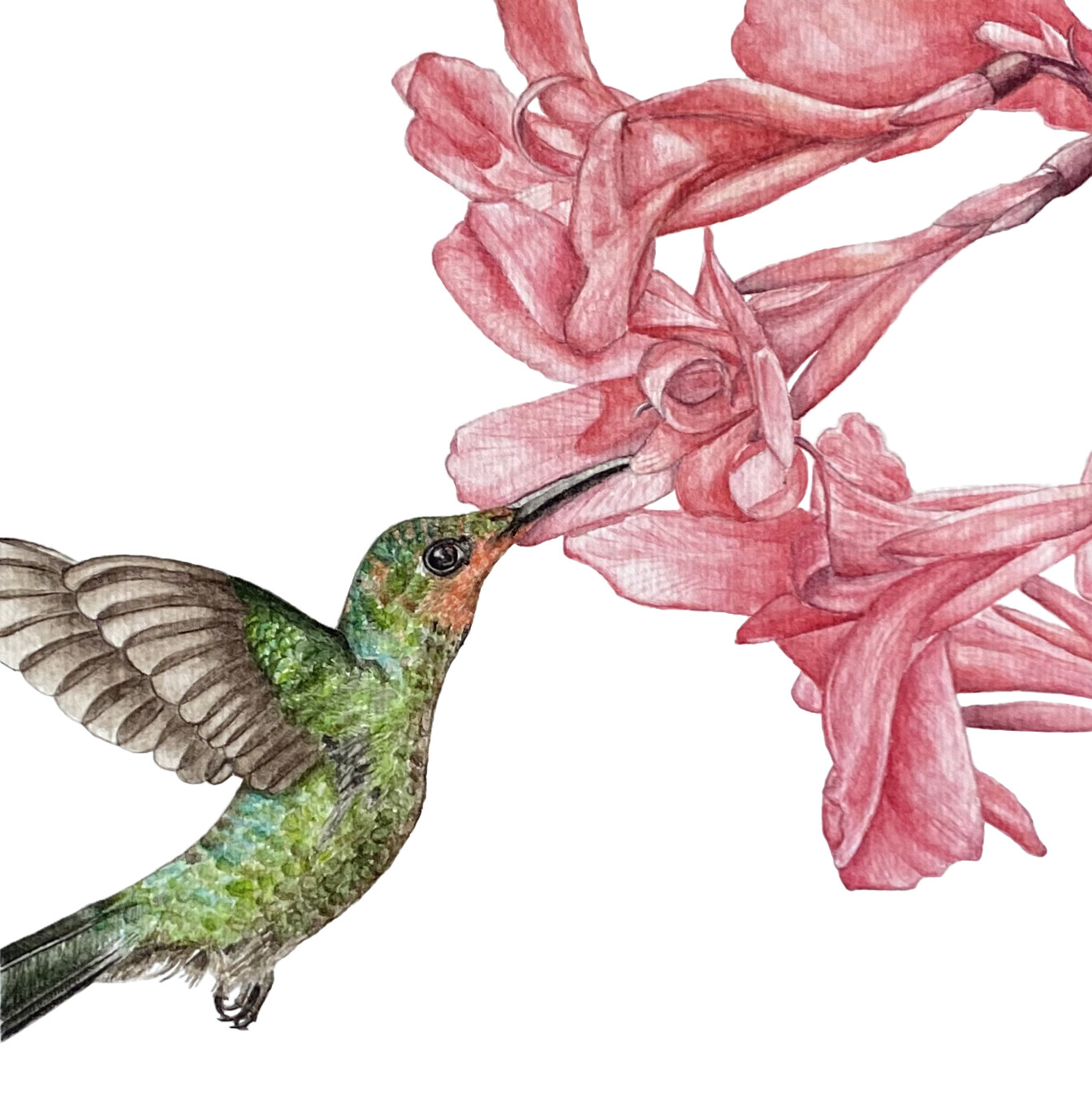 &quot;The Hummingbird&quot;