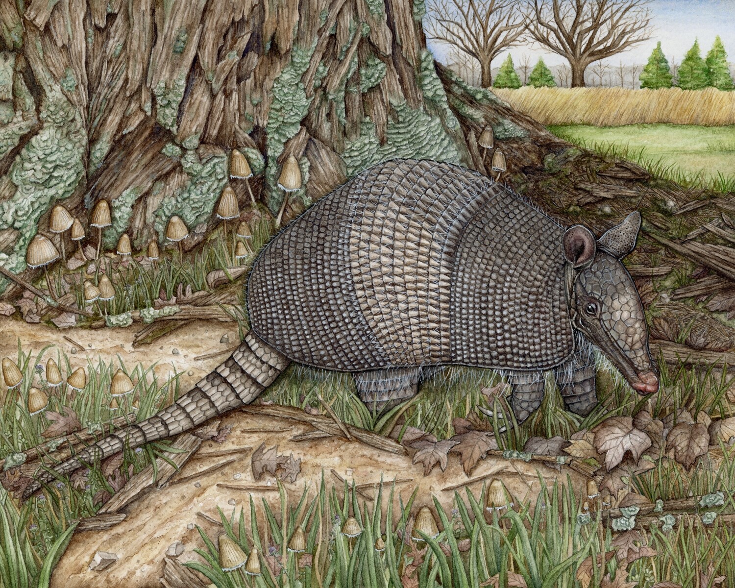 &quot;Lucy the Nine-banded Armadillo&quot;