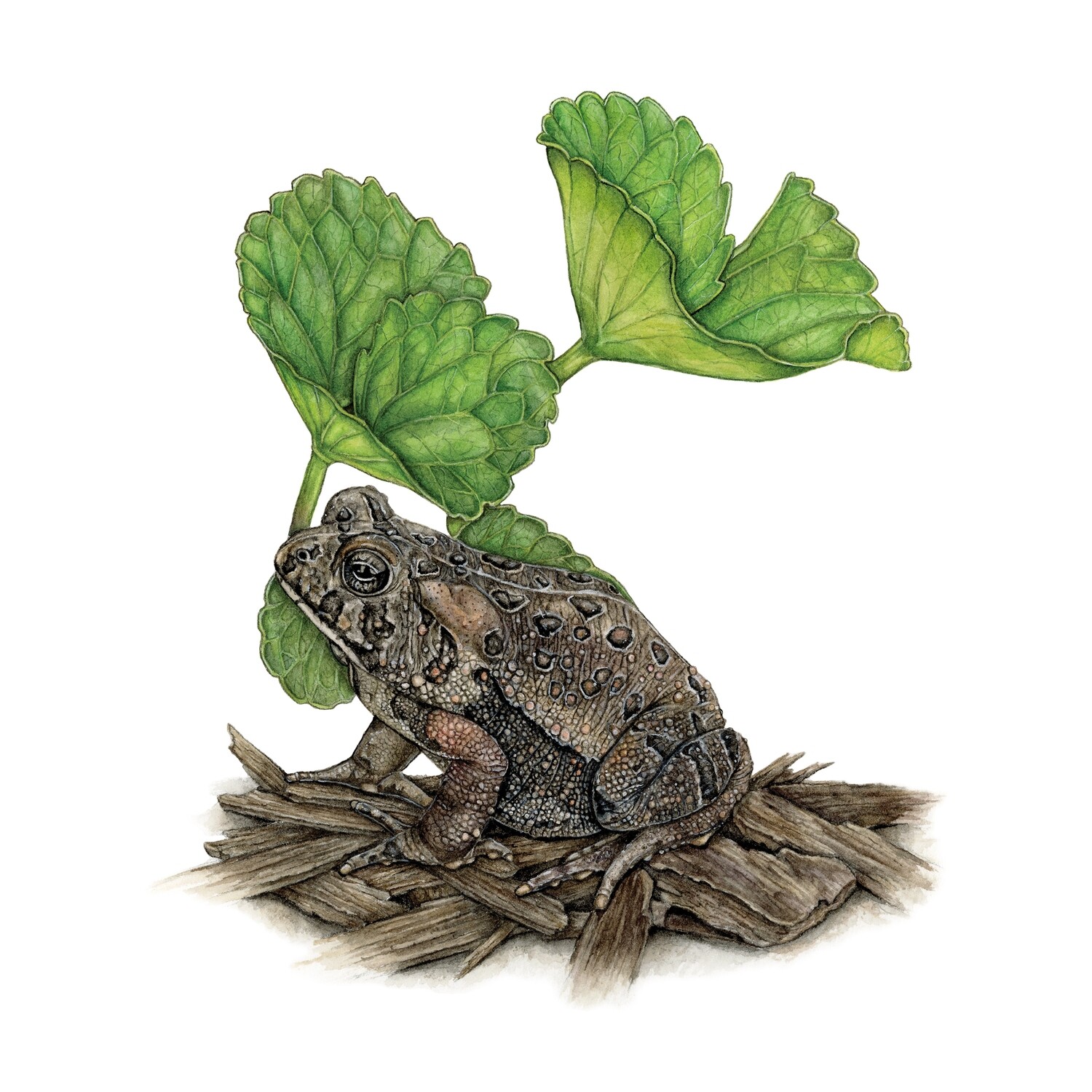 &quot;Toadis the American Toad&quot;