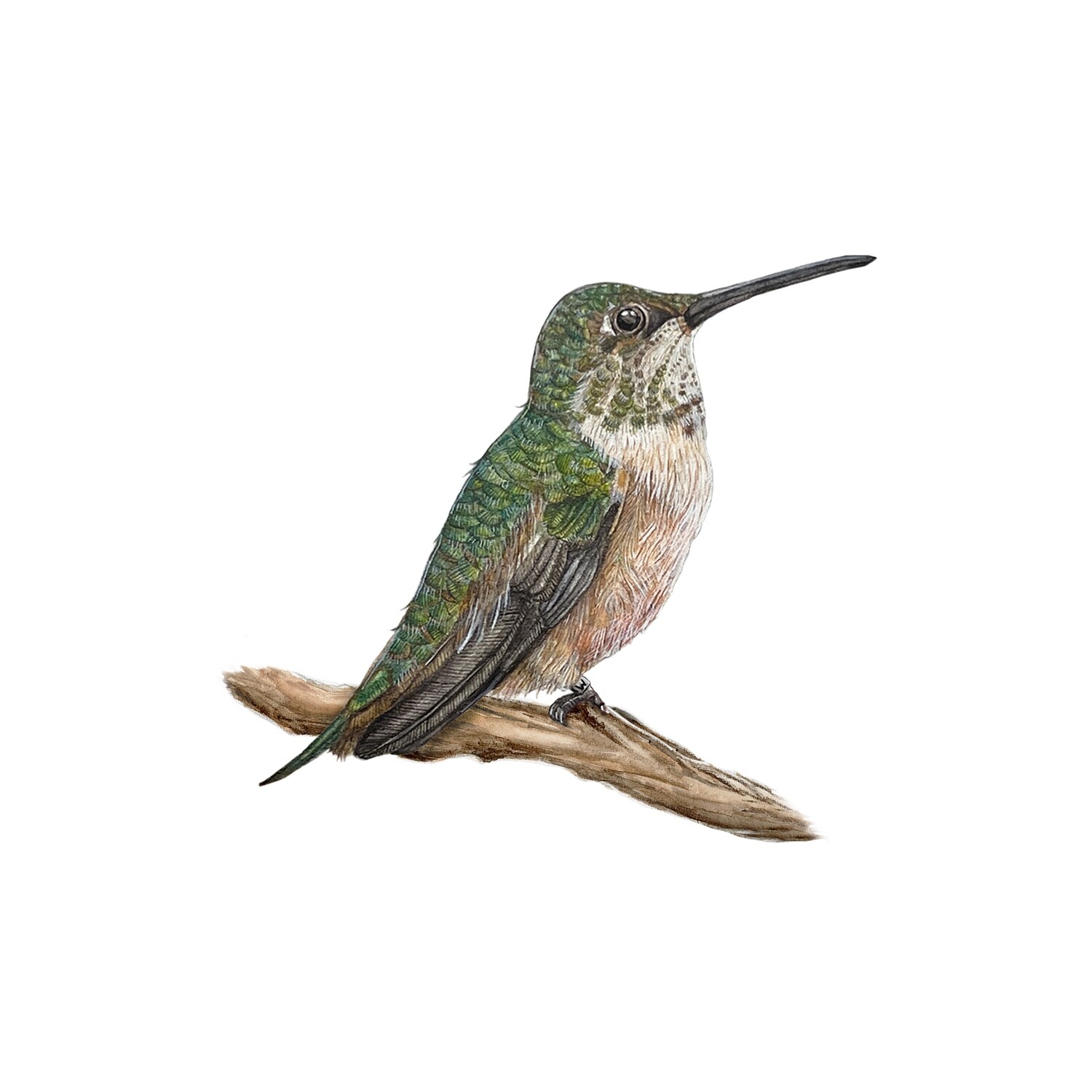 &quot;Sella&#39;s Migration&quot;