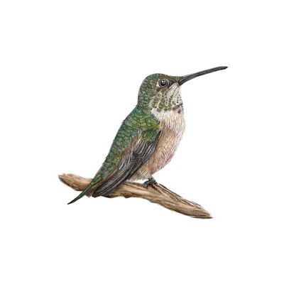 &quot;Sella&#39;s Migration&quot;