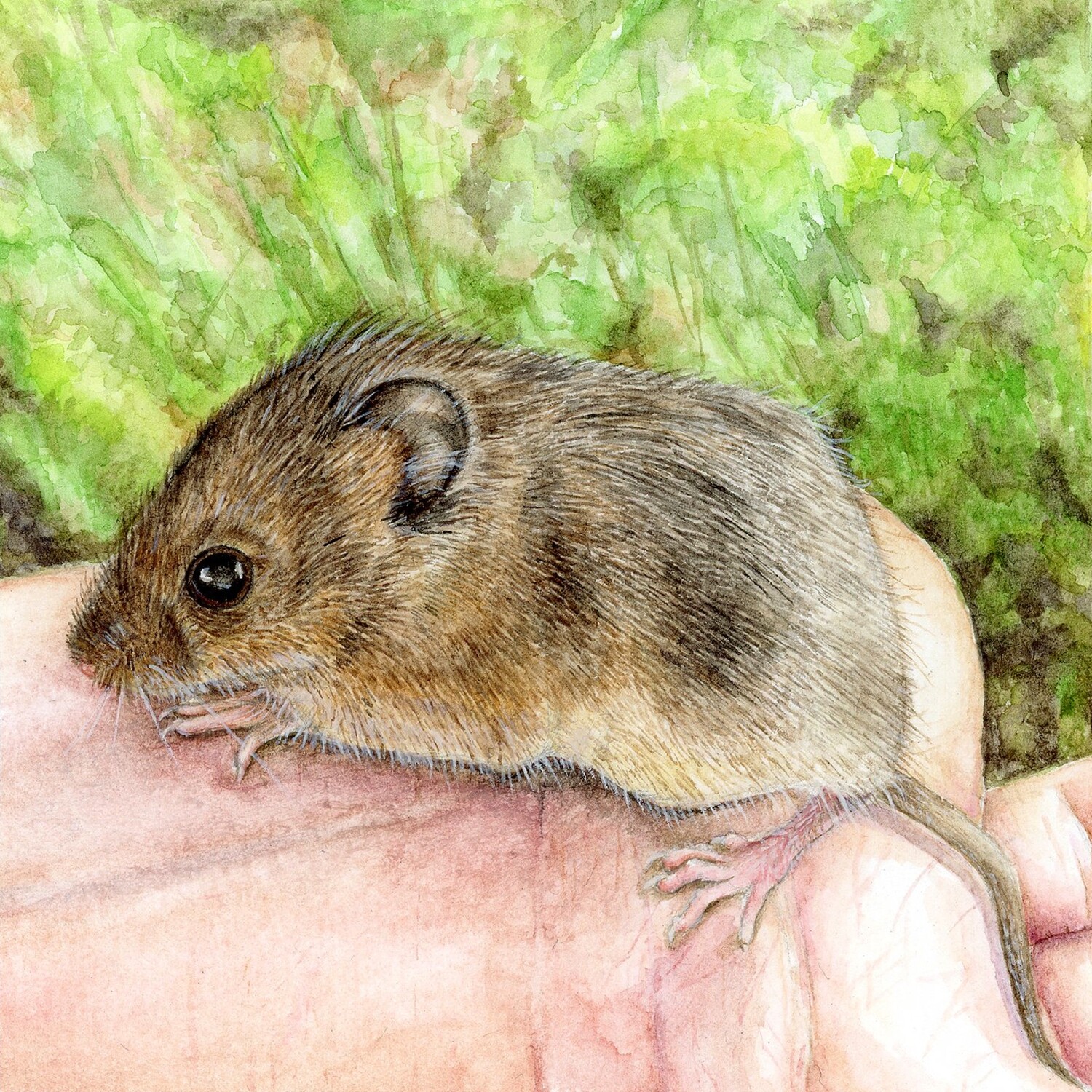 &quot;The Wee Harvest Mouse&quot;