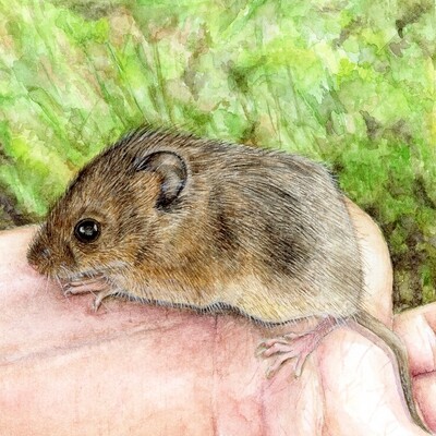 &quot;The Wee Harvest Mouse&quot;