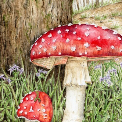 &quot;Infamous Fly Agaric&quot;