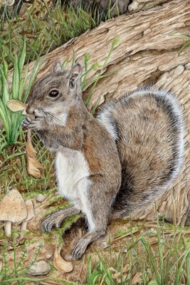 "Hattie the Eastern Gray Squirrel" "Hattie the Eastern Gray Squirrel"