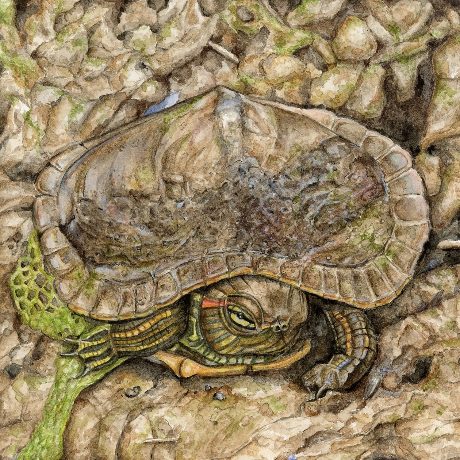 &quot;The Baby Red-eared Slider&quot;