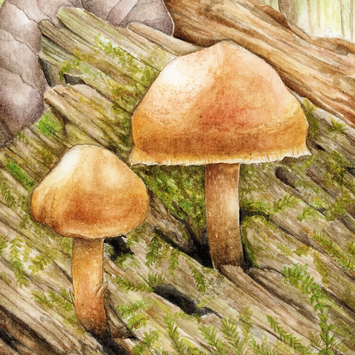 &quot;The Deadly Galerina&quot;