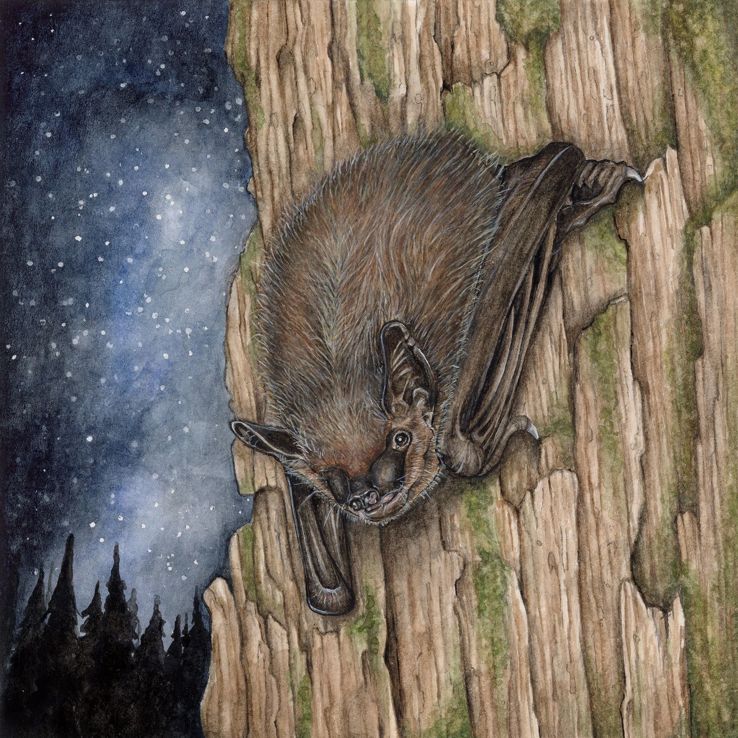 &quot;Bruce the Big Brown Bat&quot;