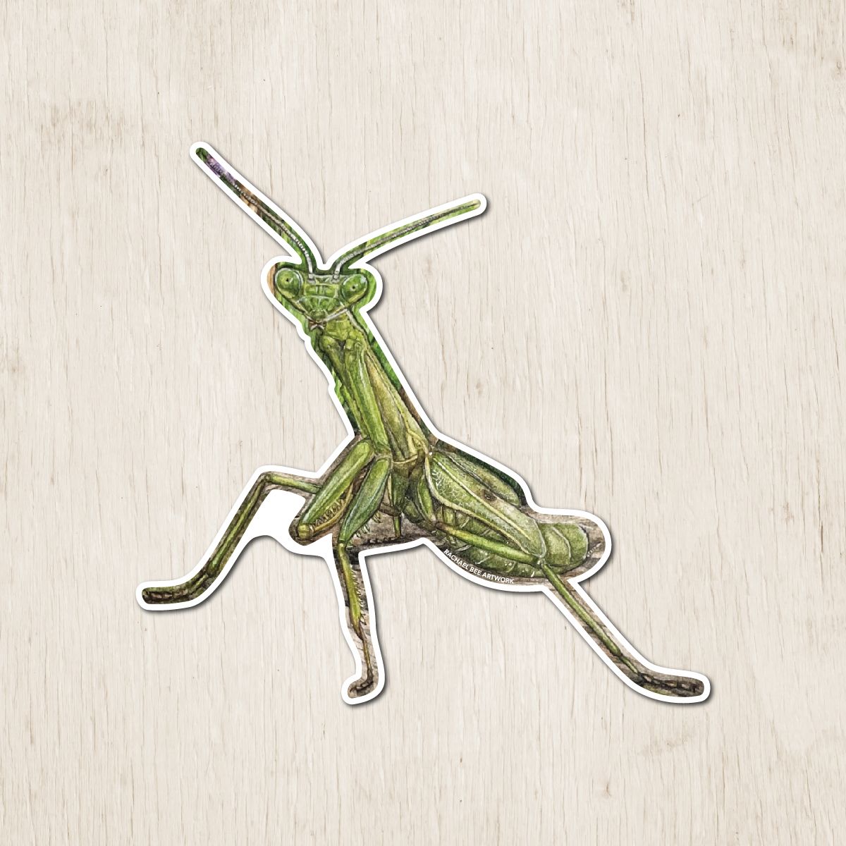 &quot;Delilah the Praying Mantis&quot;