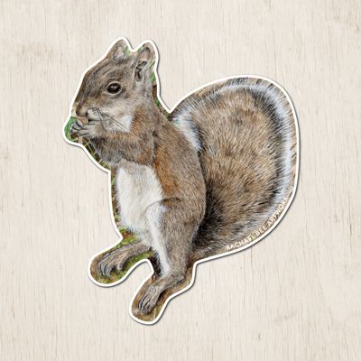 "Hattie the Eastern Gray Squirrel" "Hattie the Eastern Gray Squirrel"