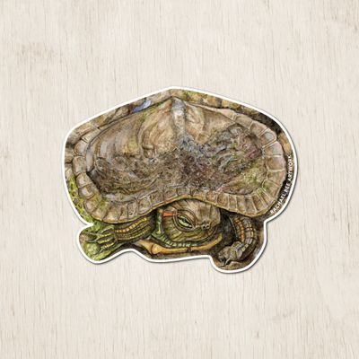 &quot;The Baby Red-eared Slider&quot;