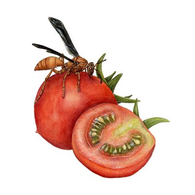 &quot;Nesta the Red Paper Wasp&quot;