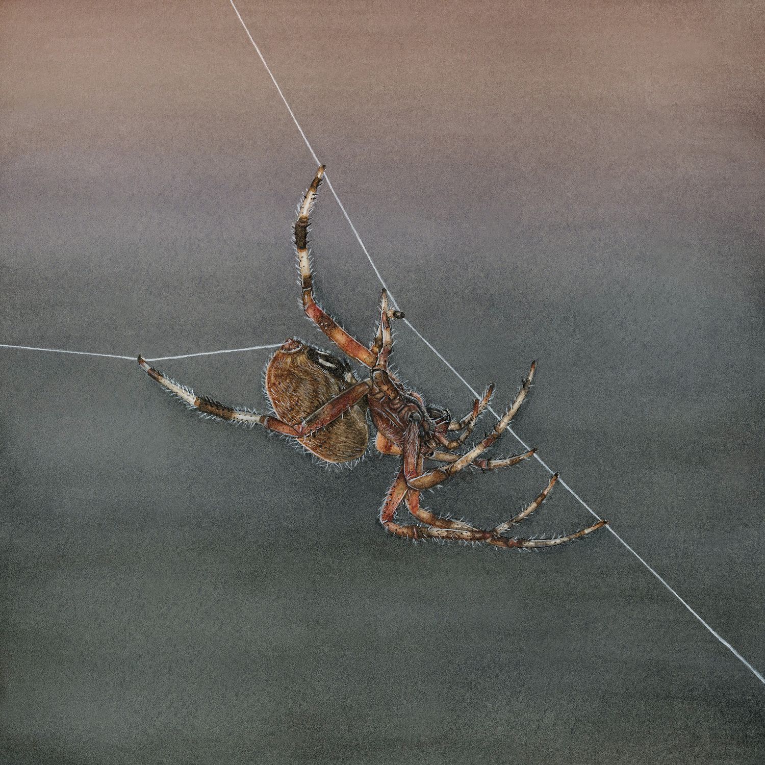 &quot;Amren the Spotted Orb Weaver&quot;