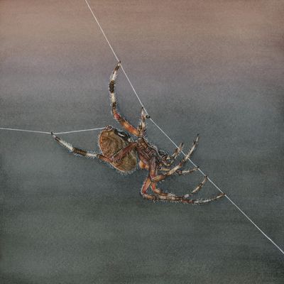 "Amren the Spotted Orb Weaver" "Amren the Spotted Orb Weaver"