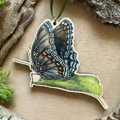 "Red-spotted Purple Butterfly" "Red-spotted Purple Butterfly"
