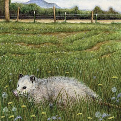 &quot;Henrietta the Opossum&quot;