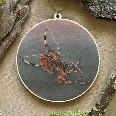 "Amren the Spotted Orb Weaver" "Amren the Spotted Orb Weaver"