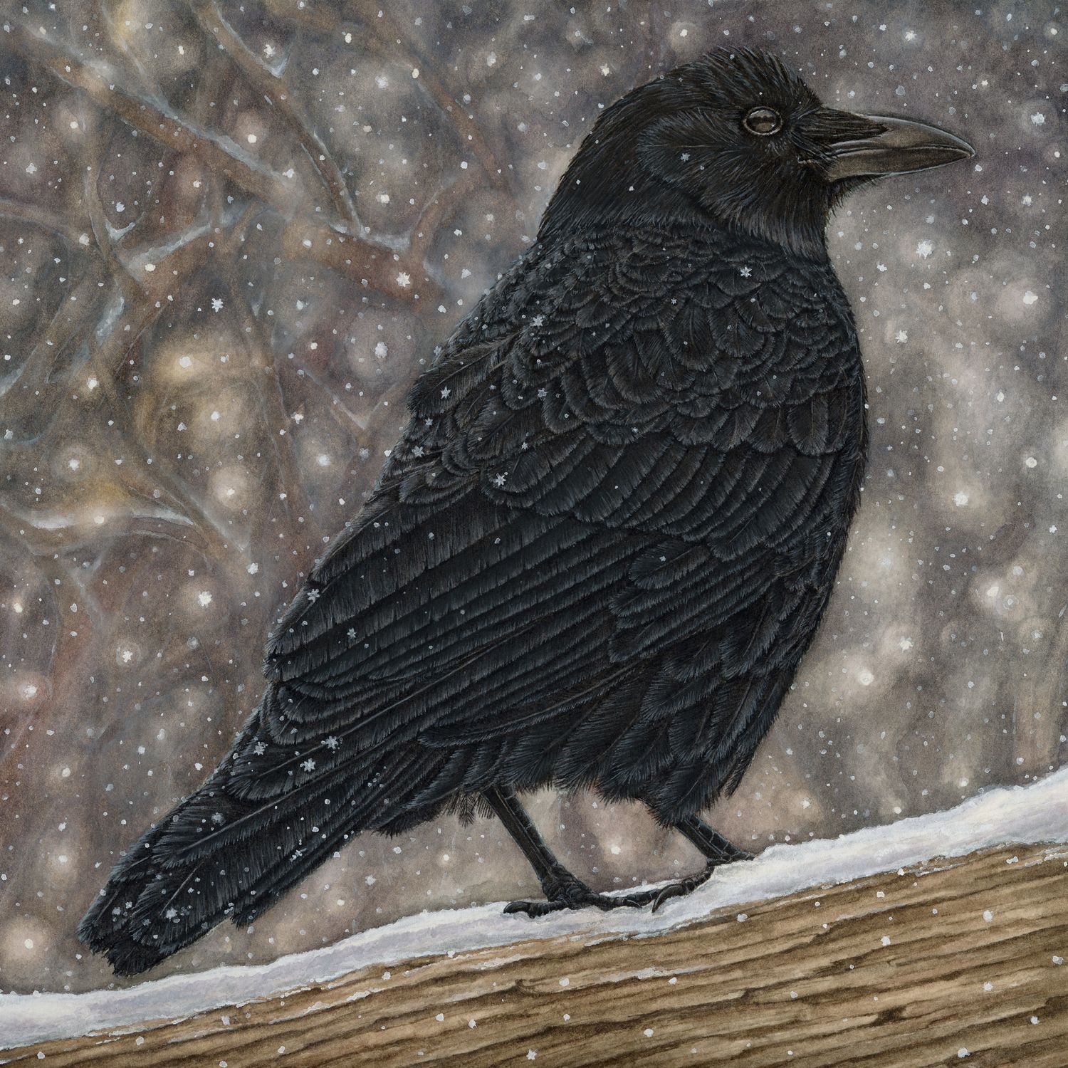 &quot;Violet the American Crow&quot;